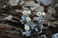 Anaphalis nepalensis