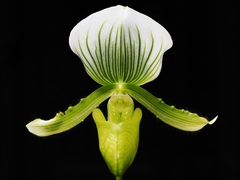Paphiopedilum