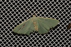 Prasinocyma semicrocea