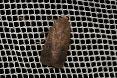 Proteuxoa hypochalchis