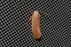 Cryptophasa rubescens