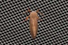 Cryptophasa rubescens