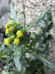 Senecio vulgaris