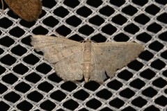 Sterrhinae