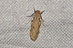 Graphosia stenopepla