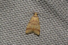 Heteroteucha anthodora