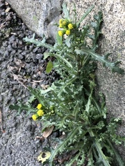 Senecio vulgaris