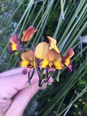 Diuris longifolia