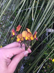Diuris longifolia