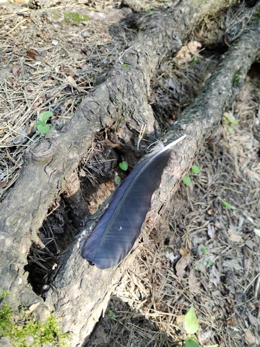 Plume de Corbeau freux