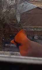 Cardinalis cardinalis