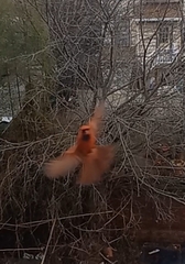 Cardinalis cardinalis