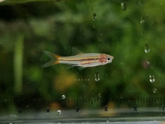 Rasbora tornieri