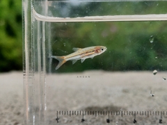 Rasbora tornieri