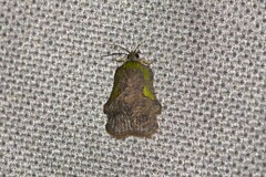 Exeristeboda exeristis