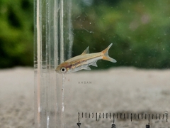 Rasbora tornieri