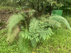 Sphaerostephanos polycarpos