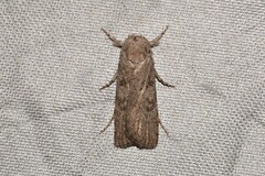 Cryptophasa irrorata