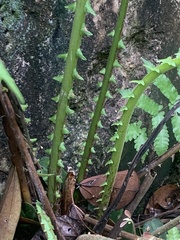 Sphaerostephanos polycarpos