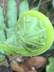 Sphaerostephanos polycarpos