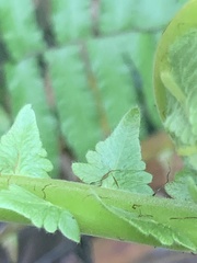 Sphaerostephanos polycarpos