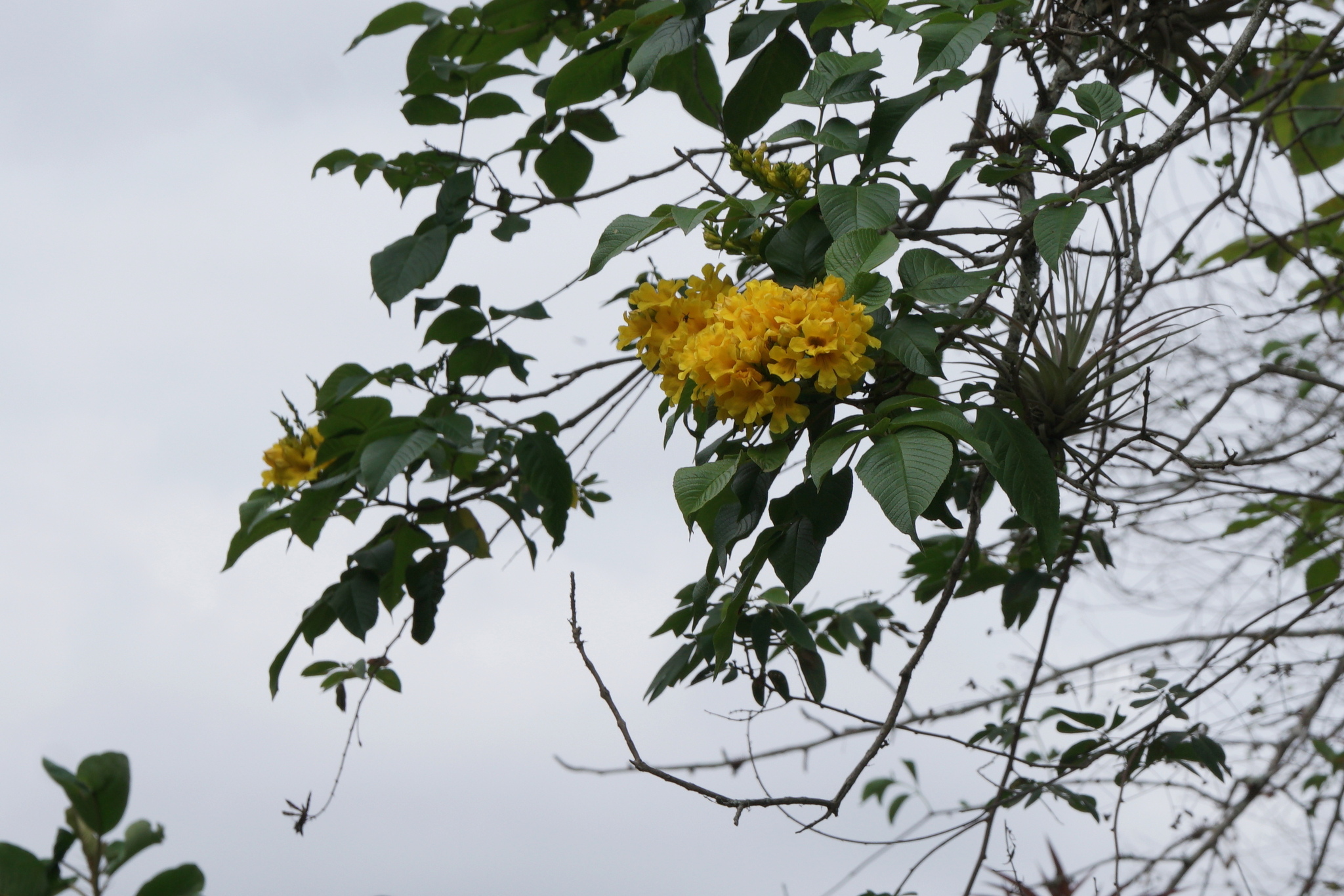 Tecoma image