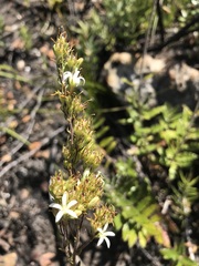 Wahlenbergia tenella