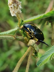 Rutela