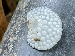 Favolaschia nipponica