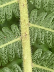 Sphaerostephanos polycarpos