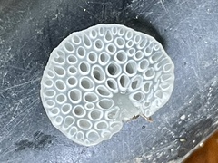 Favolaschia nipponica