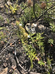 Wahlenbergia tenella