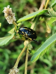 Rutela