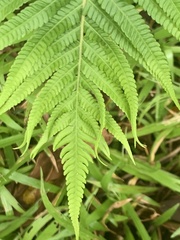 Sphaerostephanos polycarpos