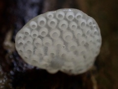 Favolaschia nipponica