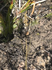 Wahlenbergia tenella