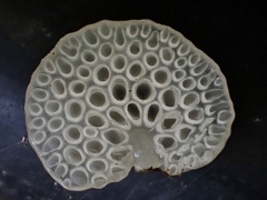 Favolaschia nipponica