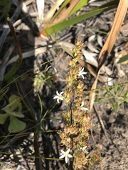 Wahlenbergia tenella