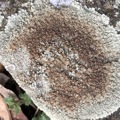 Protoparmeliopsis muralis