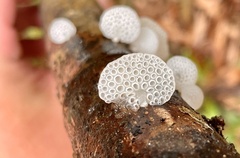 Favolaschia nipponica