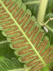 Sphaerostephanos polycarpos