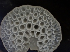 Favolaschia nipponica