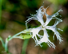 Dianthus superbus stenocalyx