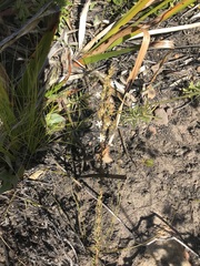 Wahlenbergia tenella