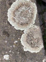 Protoparmeliopsis muralis