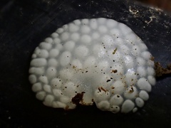 Favolaschia nipponica
