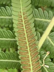 Sphaerostephanos polycarpos