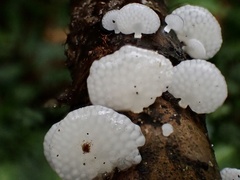 Favolaschia nipponica