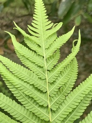 Sphaerostephanos polycarpos