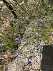 Lobelia setacea